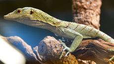 Reisinger´s Baumwaran_2.jpg